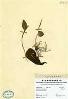藏品(瓶爾小草)的圖片